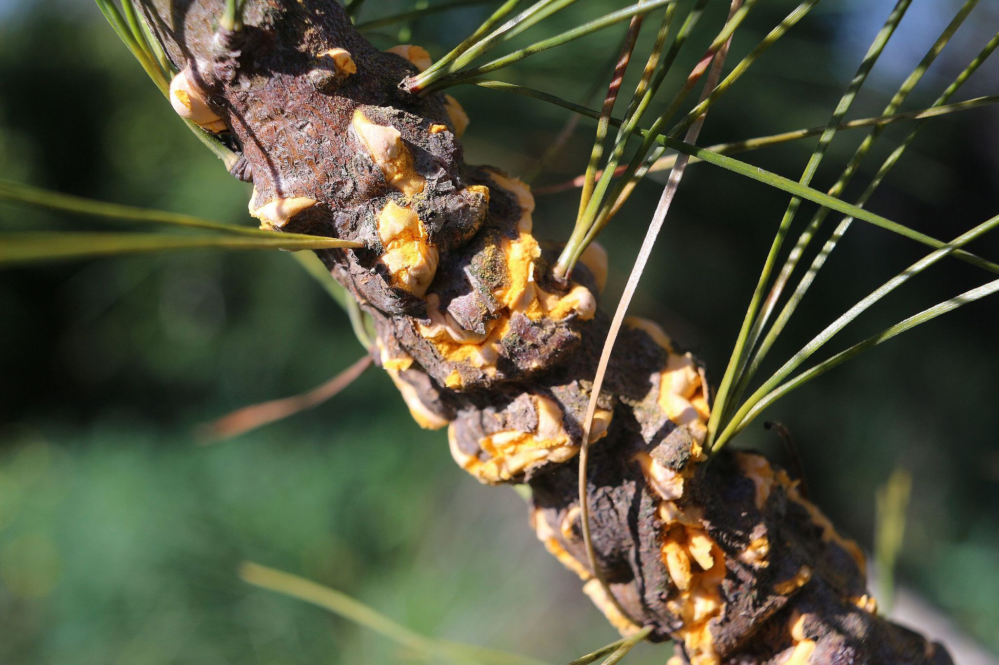 Представитель Семейства Cronartiaceae